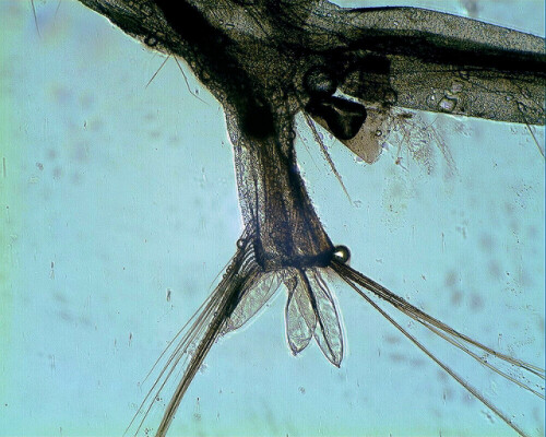 Mikroskopische Aufnahme, 100 fach vergrößert


Kamera: EOS 300D