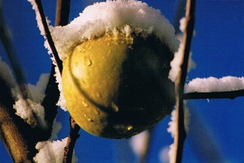 

Aufnameort: Obstgarten
Kamera: Nikon EM