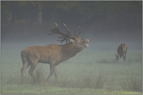 auf der Lichtung... Rothirsch *Cervus elaphus*  
Aufnahme vom 17.10.2009:

Mitte Oktober endet eigentlich die jährliche Brunft des Rotwildes. Vereinzelt röhren die Hirsche aber immer noch. Die Kühe nehmens gelassen...  
 


Aufnameort: NRW
Kamera: D2x, 200-400/4.0, ISO 400, f 5.0, 1/90 sek.