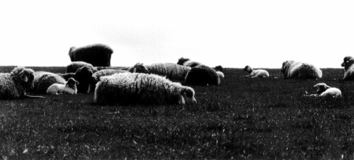 deichschafe

Aufnameort: Schleswig Holtein
Kamera: Canon EOS 400D