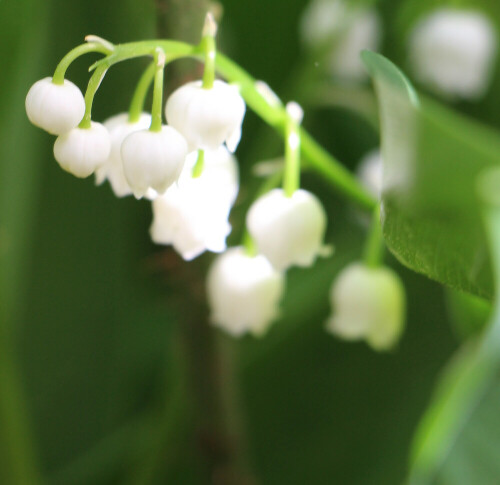 aufbluhendes-maiglockchen-convallaria-majalis-l-17055.jpeg