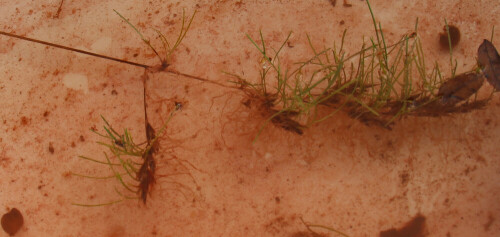 Schwingel(Festuca) gehören zu den Süßgräsern.
https://de.wikipedia.org/wiki/Schwingel

https://www.youtube.com/watch?v=mx9_f48MOX8
u. a.

Aufnameort: Eiershausen Garten Waschbecken
Kamera: Canon EOS 700D