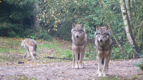 

Aufnameort: Schorfheide
