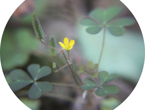 aufrechter-sauerklee-oxalis-stricta-l-17828.jpeg