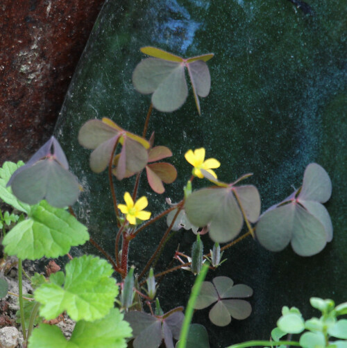 Ursprünglich stammt der Aufrechte Sauerklee(Oxalis stricta(L.))
aus Nordamerika oder dem Osten Asiens.
https://de.wikipedia.org/wiki/Aufrechter_Sauerklee

Aufnameort: Eiershausen Garten
Kamera: Canon EOS 1300D