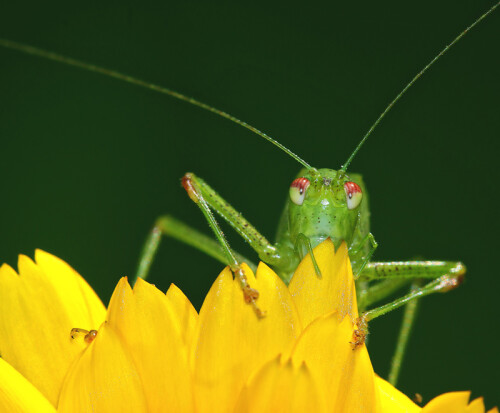 Zartschrecke auf Ringelblume

Aufnameort: Garten
