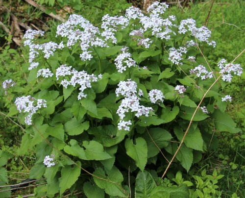 Eine Mondviole, die aber mehrjährig wächst.
https://de.wikipedia.org/wiki/Ausdauerndes_Silberblatt

Aufnameort: Eiershausen Gisse
Kamera: Canon EOS 700D