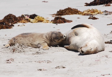 Seelöwen auf Kangaroo Island

Aufnameort: Australien, Kangaroo Island
Kamera: Nikon D80