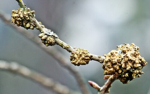 Forsythien werden gerne als Zierstrauch gepflanzt.
Bakterien können an ihren Trieben zu Wucherungen führen.
http://www.arbofux.de/triebwucherungen-an-forsythie.html

Aufnameort: Eiershausen Garten
Kamera: Canon EOS 1300D