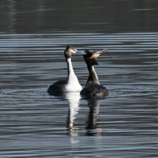 balzende-haubentaucher-26191