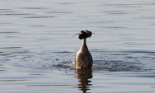 

Aufnameort: Vogelinsel bei Muhr in Mittelfranken
Kamera: Canon EOS400D + Canon EF 70-300 USM IS