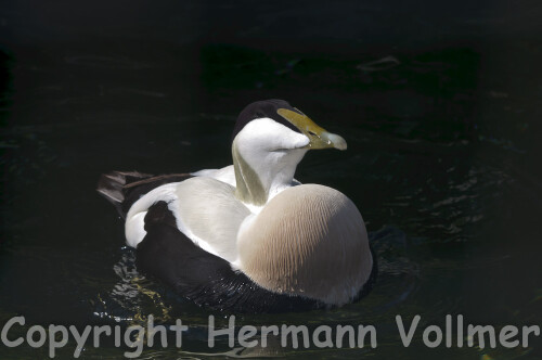 

Aufnameort: DEu, BW, Stuttgart, Wilhelma
Kamera: Nikon D300,  Sigma 120-400