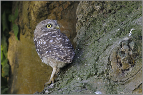 
Mit ängstlichem Blick schaut der Steinkauz in den Himmel - vielleicht war es ein Greifvogel, der das Revier der Käuze überflog. Die Angst des jungen Kauzes ist nicht ganz unberechtigt. Für den Habicht wäre er eine willkommene Beute...  
 


Aufnameort: NRW
Kamera: D300s, 500/4.0 mit TC 1,7, ISO 200, f 8.0, 1/15 Sek.