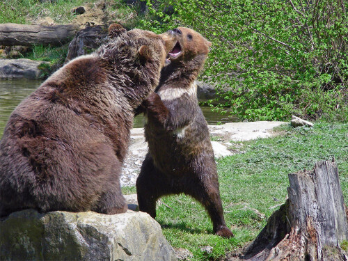 Bärenkampf im Wildnispark Langenberg (Sihltal / Kanton Zürich)

Aufnameort: Wildnispark Langenberg (Sihltal / Kanton Zürich)
