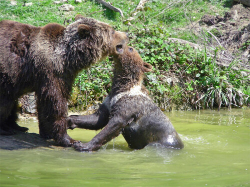 Bärenkampf im Wildnispark Langenberg (Sihltal / Kanton Zürich)

Aufnameort: Wildnispark Langenberg (Sihltal / Kanton Zürich)
