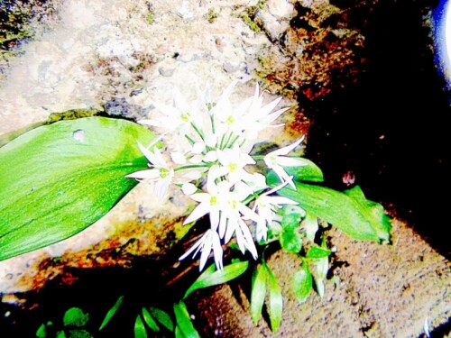 Auch der Bärlauch ist mit Schnittlauch, Knoblauch und Zwiebel verwandt und gehört zur Gattung Allium.
https://de.wikipedia.org/wiki/B%C3%A4rlauch

Aufnameort: Eiershausen Garten
Kamera: Medion Camcorder