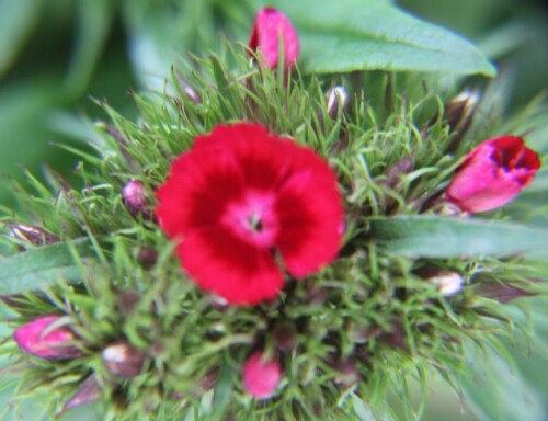 bartnelke-dianthus-barbatus-l-17334.jpeg