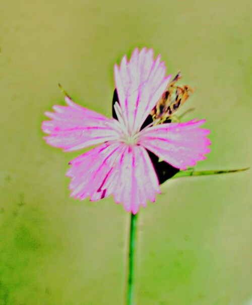 bartnelke-dianthus-barbatus-l-29014.jpeg