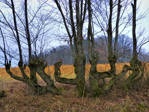 

Aufnameort: Lichtenau Mittelfranken
Kamera: Panasonic Lumix 150