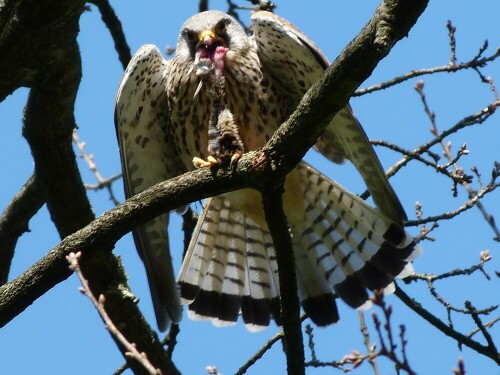 

Aufnameort: Gladbeck
Kamera: Panasonic FZ45