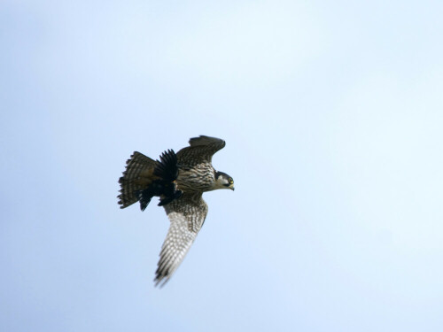 Die Baumfalken jagen neben Fluginsekten auch Schwalben und andere Vögel im Fluge. Hier hat er die junge Rauchschwalbe direkt vor meinen Augen ergriffen, als ich sie gerade fotografierte. Drama pur, direkt vor meinen Augen. Das erlebt man im Leben wohl nur einmal.

Aufnameort: Radegast an der Elbe
Kamera: Sony Alpha 350, Tele 120 - 400 mm