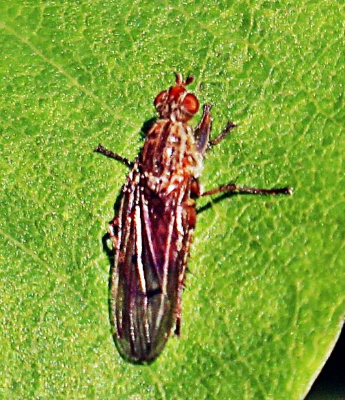 baumfliege-dryomyza-flaveola-fabricius-1794-19842.jpeg