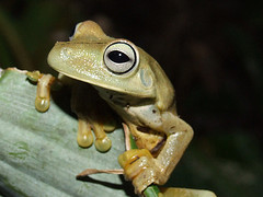 baumfrosch

Aufnameort: panama
Kamera: fuji finepix 9500