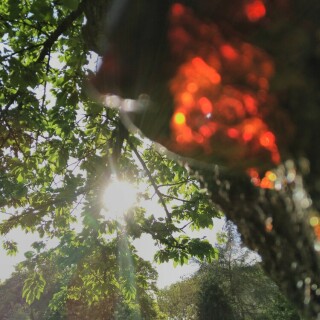 baumharz-im-gegenlicht-24174