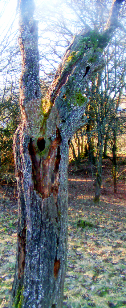 Auch natürliche Baumhöhlen können Vögeln als Nistgelegenheit dienen.
https://de.wikipedia.org/wiki/Baum-Mikrohabitat#Baumhöhlen

Aufnameort: Eiershausen Weiden im Osten
Kamera: Medion Camcorder