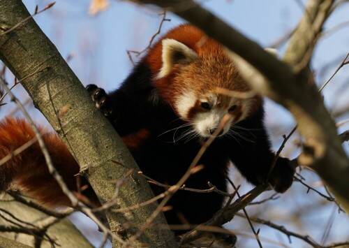 

Aufnameort: Kölner Zoo
Kamera: Sony Alpha 7/II