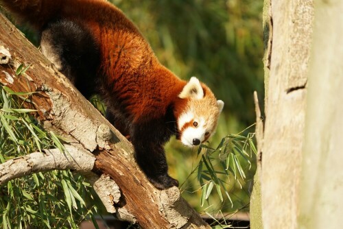 

Aufnameort: Kölner Zoo
Kamera: Sony Alpha 7/II