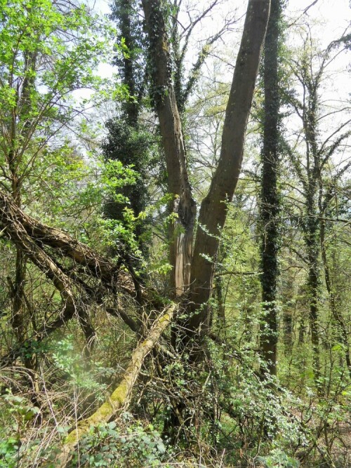 baumstamm-durch-herabfallenden-ast-gespalten-20592.jpeg