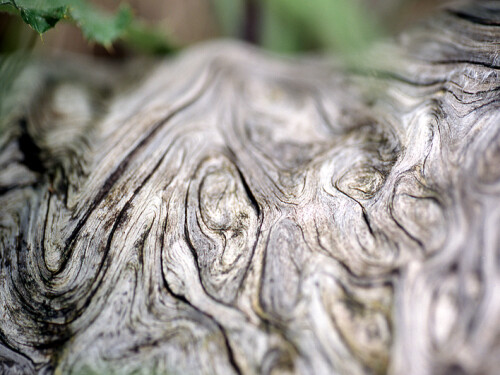 Toter Stamm

Aufnameort: Bergwald in der Jachenau
Kamera: Nikon FM2