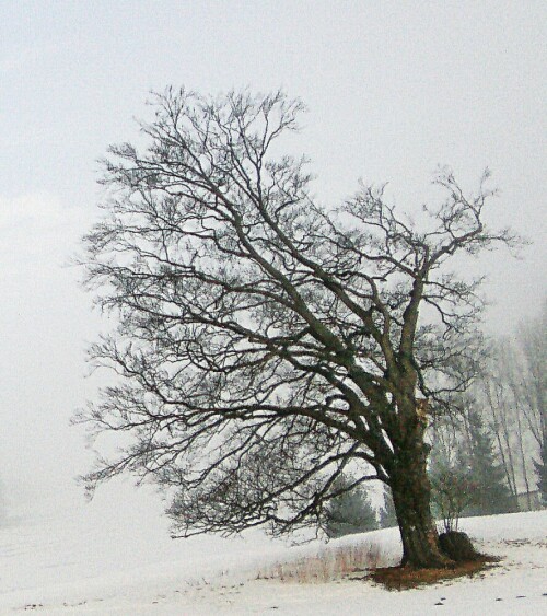 baumwuchs-auf-der-hochflache-v-20290.jpeg