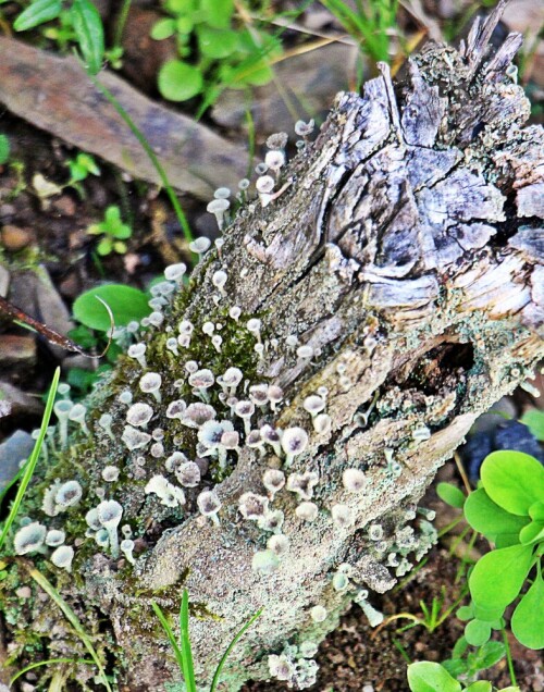 Jene Art Flechte nutzt Erdboden, morsches Holz sowie Humus, aber auch Steine sowie trockene Felsen als Aufwuchssubstrat.
Die Echte Becherflechte ist eine in Europa häufige und verbreitete Flechte.
https://de.wikipedia.org/wiki/Cladonia_pyxidata

Aufnameort: Eierhausen Garten
Kamera: Canon EOS 1300D