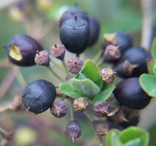 beeren-eines-efeus-hedera-helix-l-16633.jpeg