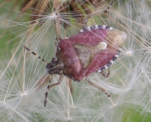 beerenwanze-dolycoris-baccarum-l-1758-13996.jpeg