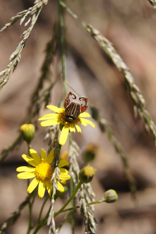 beetle-burrows-into-flower-discs-6770.jpeg