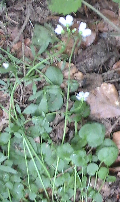 Behaartes Schaumkraut kann oft an ruderalen Standorten angetroffen werden.
http://de.wikipedia.org/wiki/Behaartes_Schaumkraut

Aufnameort: Eiershausen Hirschbergwald
Kamera: Medion Digitaler Full-HD-Camcorder mit Touchscreen Medion Life