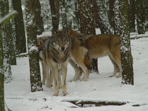 

Aufnameort: Schorfheide
Kamera: EOS300D