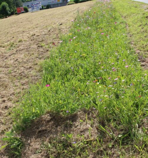 Um bei einer Intensivierung der Landwirtschaft etwas Ausgleich für die Natur(z. B. Insektenwelt) zu bieten, wurden bereits im letzten Jahrhundert auch in der Landwirtschaft Ackerrandstreifenprojekte beschlossen.

Aufnameort: Eiershausen - Eibelshausen gegenüber Möbelhaus Giersbach
Kamera: Canon EOS 700D