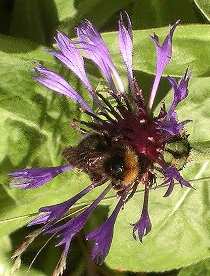 berg-flockenblume-centaurea-mo-12374.jpeg