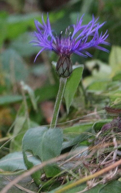 berg-flockenblume-centaurea-monatana-l-15081.jpeg