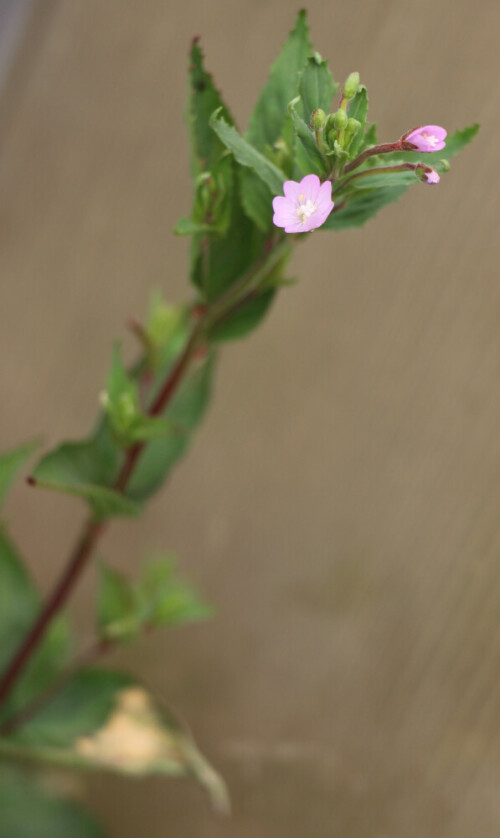 berg-weidenroschen-epilobium-montanum-l-14149.jpeg