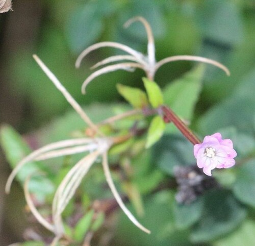 berg-weidenroschen-epilobium-montanum-l-15025.jpeg