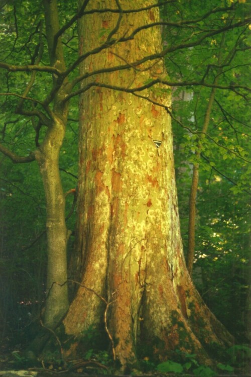 Gut versteckt im Hangwald des Schönbergs zeigt sich der unter Naturschutz stehende Bergahorn von seiner schönsten Borke.

Aufnameort: Gönningen, Kreis Reutlingen
Kamera: Yashica FX-D, Bj. 1980; Obj. 50 mm