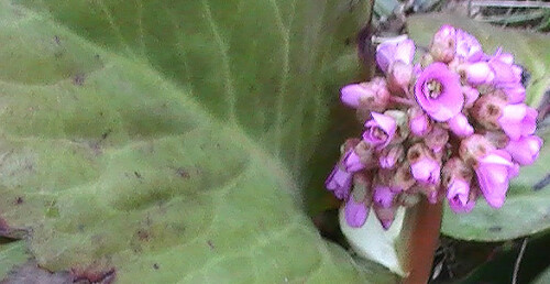 bergenie-bergenia-cordifolia-moench-12217.jpeg