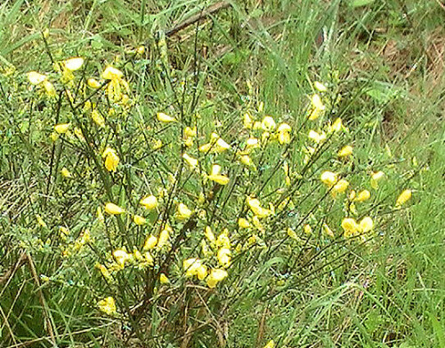 Besenginster sind Sträucher, die zu Schmetterlingsblütlern gehören.
Ähnlich wie Gräser soll er auch bevorzugter Aufenthaltsort von Zecken bilden.
http://de.wikipedia.org/wiki/Besenginster


Aufnameort: Eiershausen Hirschbergwald
Kamera: Medion Digitaler Full-HD-Camcorder mit Touchscreen Medion Life