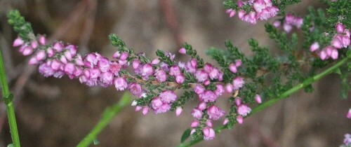 besenheide-calluna-vulgaris-l-15026.jpeg