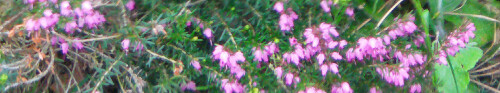 besenheide-calluna-vulgaris-l-hull-13228.jpeg